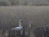 Cygne Tuberculé